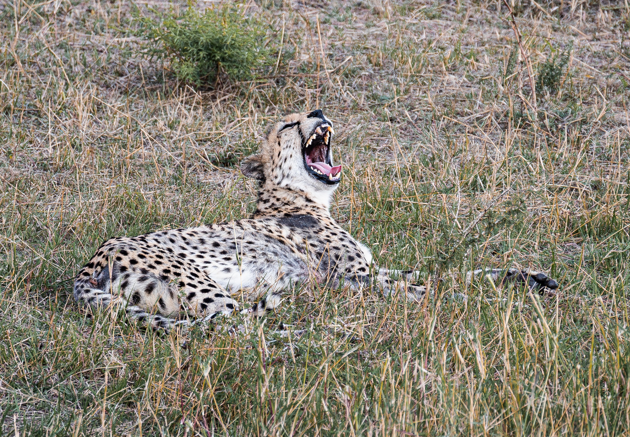 Cheetah yawning